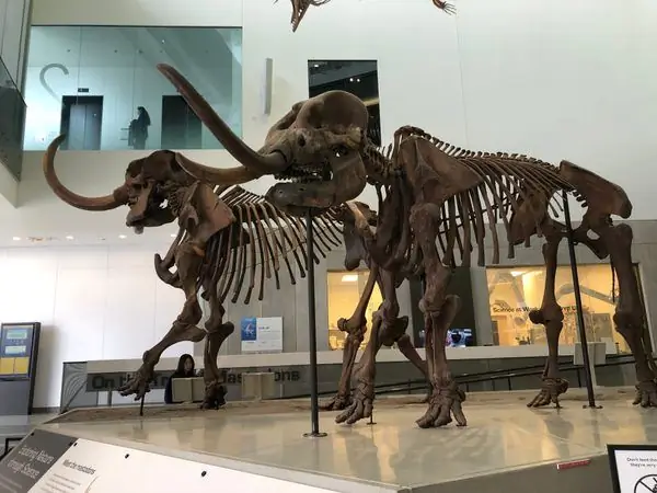 Самая длинная известная тропа мастодонтов