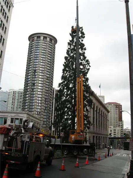 Гигантская секвойя в Сиэтле