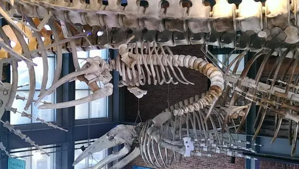 Скелет сочащегося кита из Нью-Бедфорда