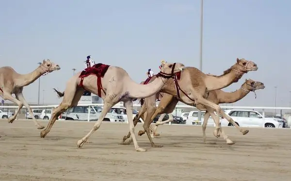 Катарские роботы-жокеи на верблюжьих гонках