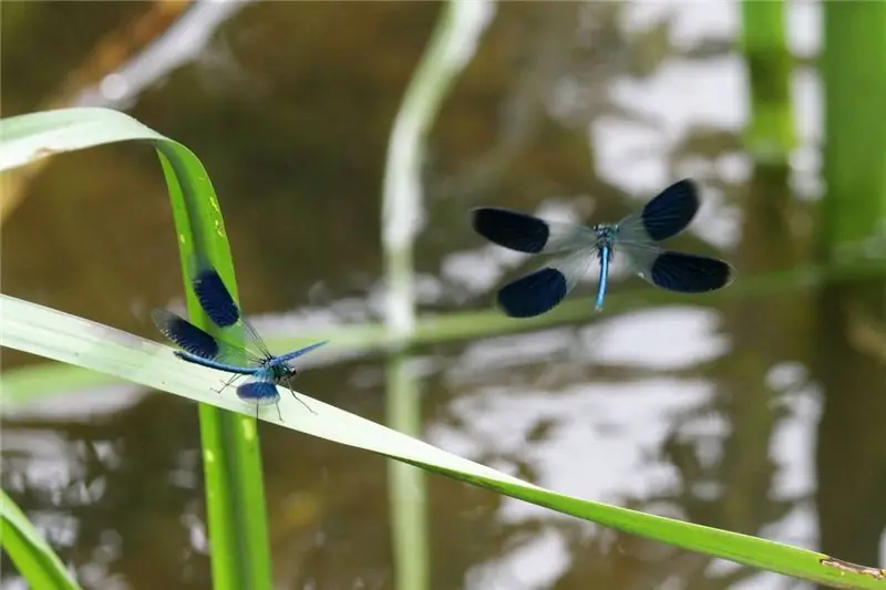 Команда Уилсона обнаружила, что Calopteryx splendens (также известная как полосатая красавка), замеченная здесь в более естественной обстановке, появлялась только на мусоре Команда Уилсона обнаружила, что Calopteryx splendens (также известная как полосатая красавка), замеченная здесь в более естественной обстановке, появлялась только на мусоре