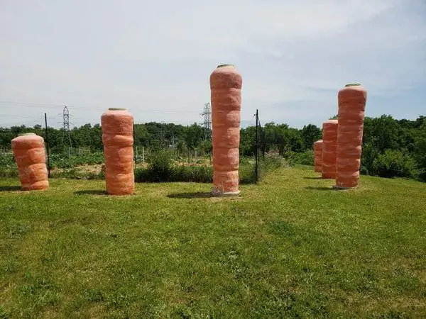 Гигантская морковь собирателей еды