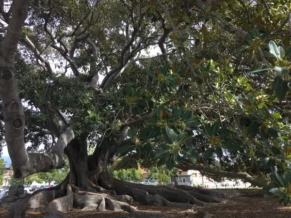 Мортон Бэй Фиг Три