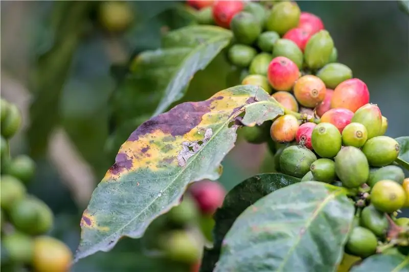 Пожелтение и коричневая корочка на этом кофейном растении являются результатом кофейной ржавчины