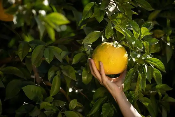 Великолепные сады, охраняющие фрукты мира