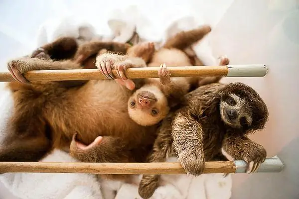 Авиариос-дель-Карибе: заповедник ленивцев