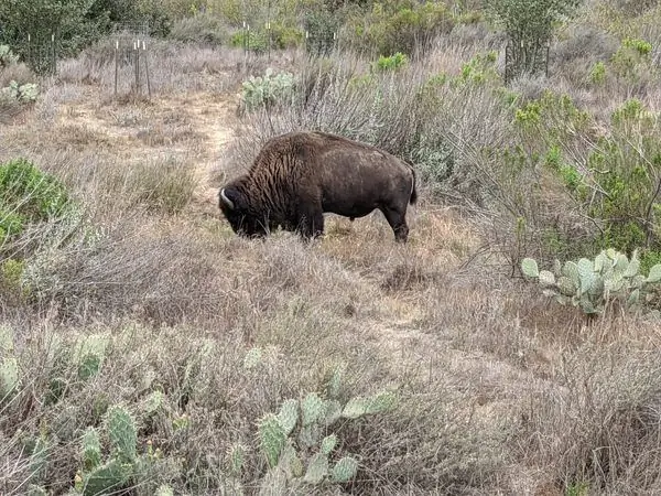 Стадо бизонов на острове Каталина