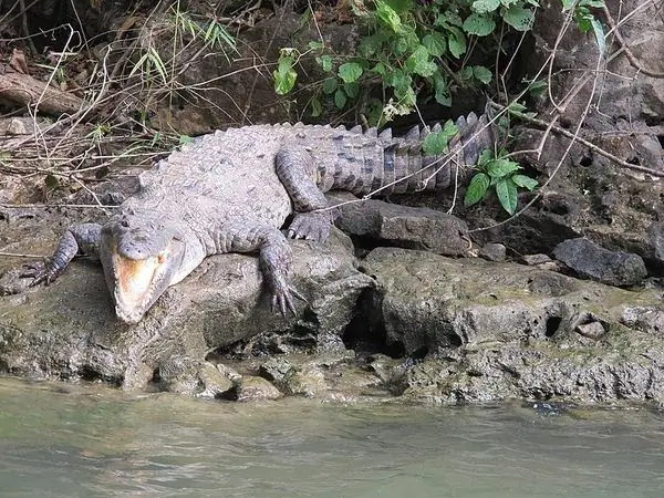 Крокодилы каньона Сумидеро