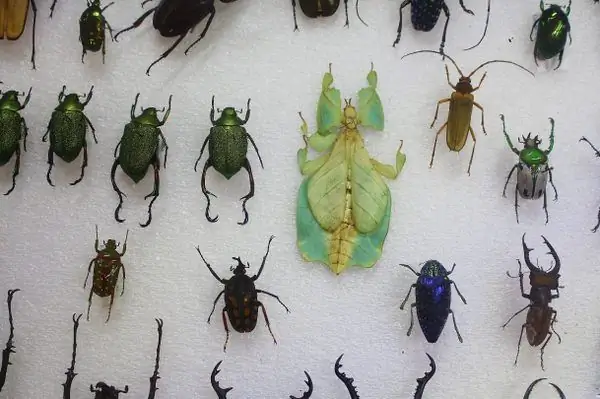 Museo Bichos Querétaro (Музей жуков Керетаро)