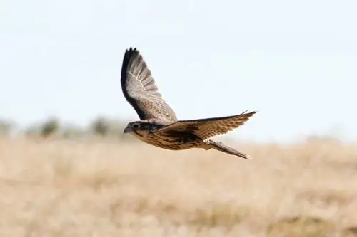 Морли Нельсон Национальный заповедник хищных птиц реки Снейк