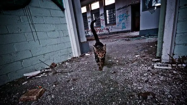 Психиатрическая лечебница Ларундела