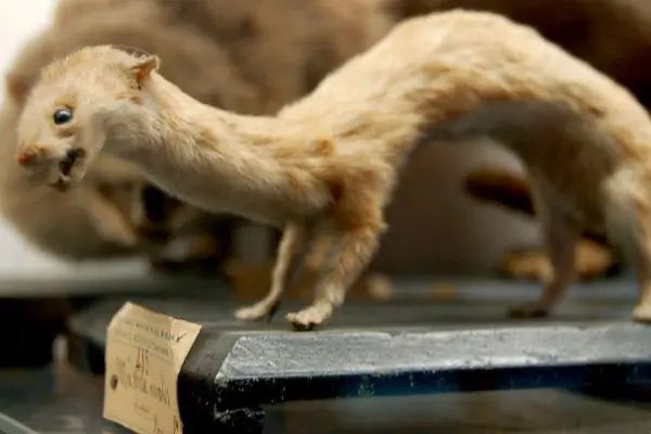 Болонский зоологический музей