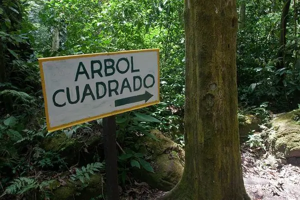 Долина квадратных деревьев