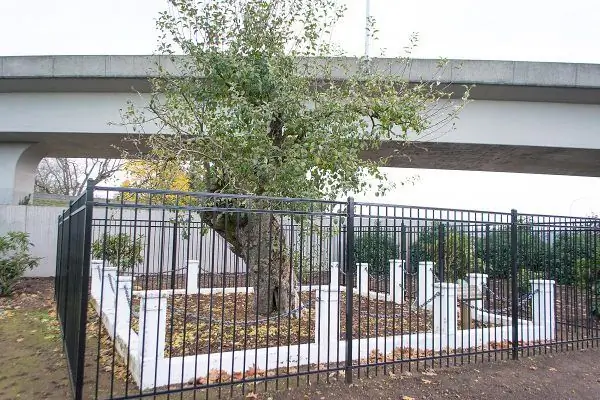 Самая старая яблоня на Тихоокеанском северо-западе США