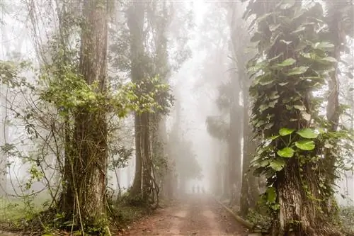 Теневые фигуры в далеком тумане в ботаническом саду, где преобладают огромные деревья