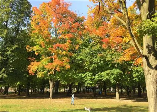 Человек выгуливает свою собаку через Хай-Парк в Торонто, когда листья на деревьях становятся оранжевыми; Бесплатные развлечения в Торонто