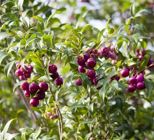 Розовые плоды австралийской лилии пилюли syzygium luehmannii или риберри, висящие среди глянцево-зеленых листьев дерева тропического леса, также используются в живых изгородях и топиариях. Розовые плоды австралийской лилии пилюли syzygium luehmannii или риберри, висящие среди глянцево-зеленых листьев дерева тропического леса, также используются в живых изгородях и топиариях.