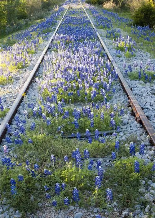 Bluebonnets растут вдоль заброшенной железной дороги, Техас. Bluebonnets растут вдоль заброшенной железной дороги, Техас.