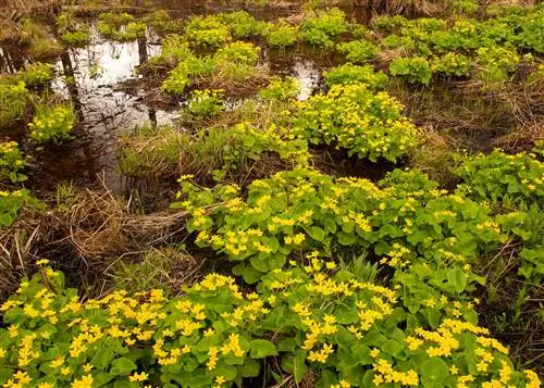 Бархатцы болотные Cranberry Glades Бархатцы болотные Cranberry Glades