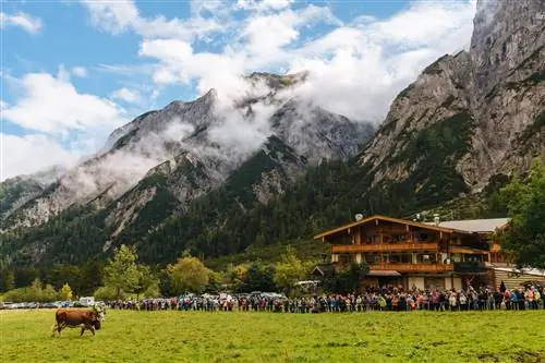 Стада крупного рогатого скота пасутся на альпийских пастбищах, а зрители наблюдают за ними в большой толпе.