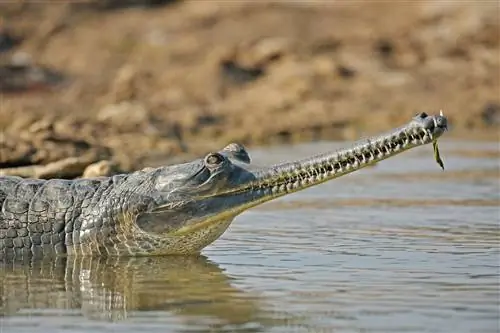 Гариал греется на берегу реки Чамбал.