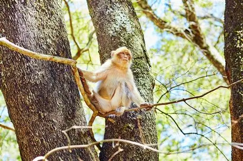 Варварские обезьяны в кедровом лесу недалеко от Азру, Северное Марокко, Африка