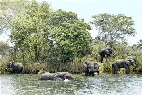 Большие серые слоны стоят рядом или в реке, остывая в жаркий день.