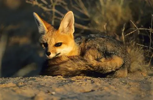 Капская лисица укрывается под кустом в трансграничном парке Кгалагади.
