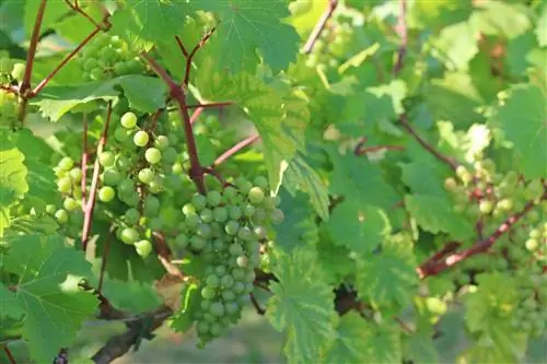 Виноград свисает с виноградника Парк де Берси в Париже, Франция.