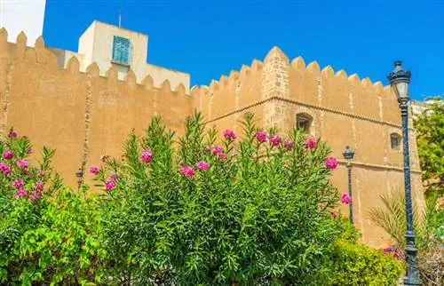 Чем заняться в исторической медине Сфакса