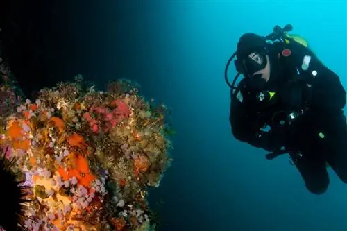 В черно-синем море женщина-дайвер в полном подводном костюме осматривает подводную вершину, покрытую ярко-оранжевым, фиолетовым, зеленым и персиковым цветами.