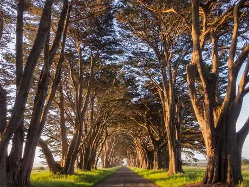 Кипарисы, посаженные по обеим сторонам длинной дороги, изгибаются внутрь, образуя туннель.