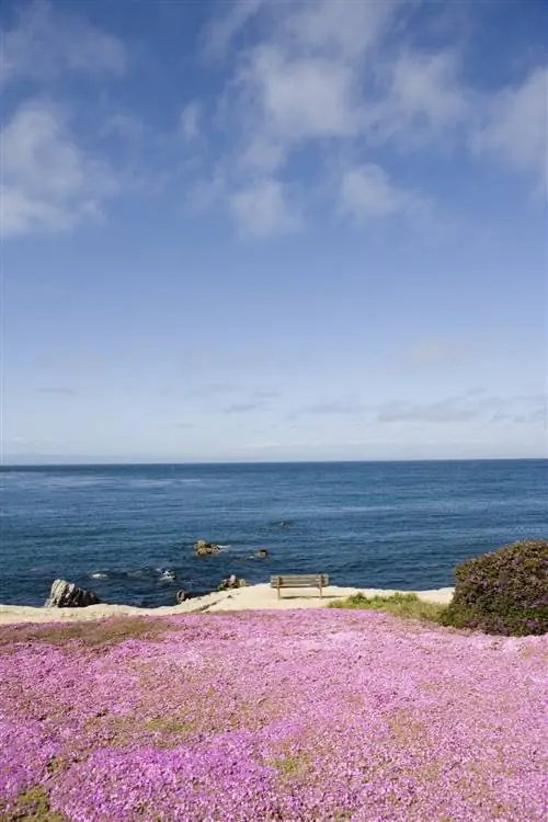 Лаванда цветет на склоне холма на фоне океана