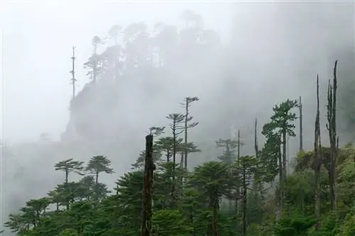 Лес из гималайских кедров, перевал Трамшинг-Ла, между Бумтангом и Монгаром, Бутан, 2004 г., CANON EOS-1DS