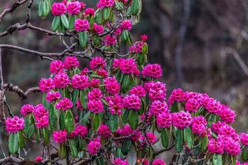 Рододендрон kesangiae, Пеле Ла