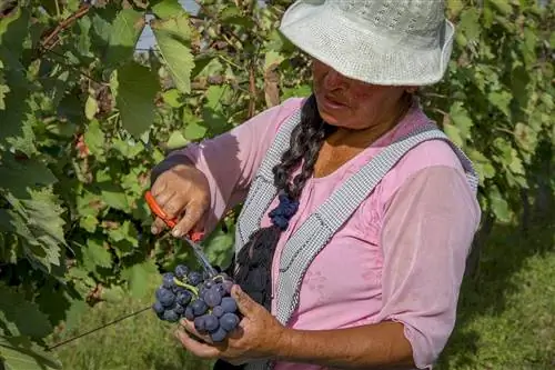 Женщина в белой шляпе, розовой рубашке и клетчатом комбинезоне собирает виноград каберне совиньон в Тарихе, Боливия.