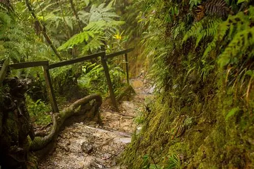 Ступенчатая тропа на гору Кинабалу в окружении густой зелени.