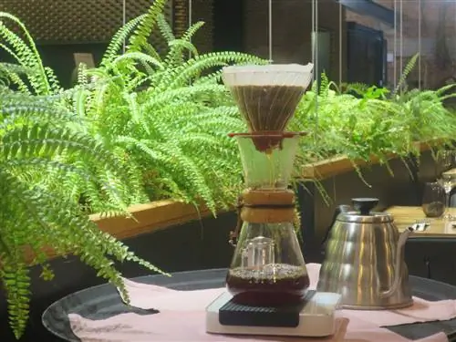 Таллиннская кухня - Кофе для гурманов в таллиннском ресторане Juur готовят и разливают к столу