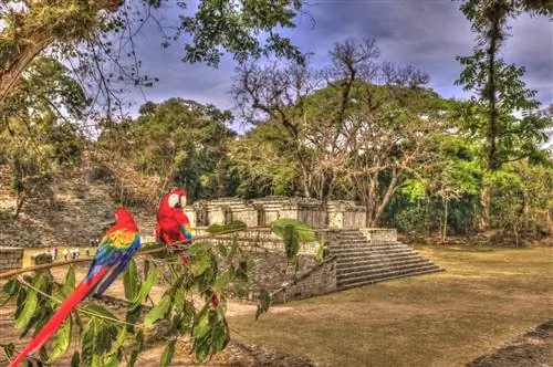 Пара алых ара сидит на ветке руин Копан в Гондурасе.