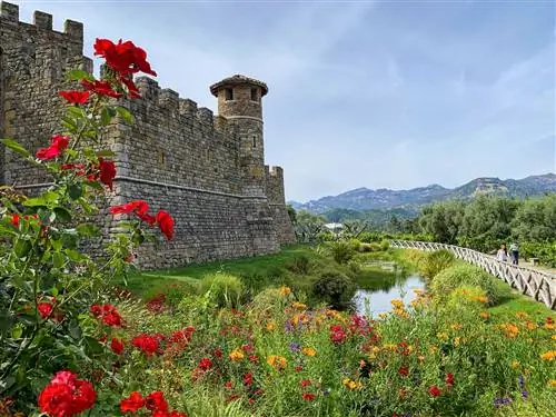 Стены Castello di Amorosa рядом с цветочным кустом, с голубым небом над головой, идеальная погода для выходных в Напе.