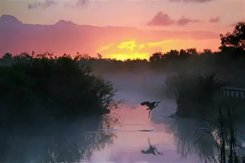Цапля взлетает над водой, окруженной лугами, на восходе солнца.