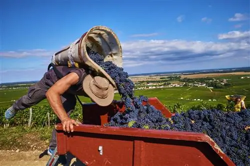Сборщик винограда насыпает виноград в красный грузовик