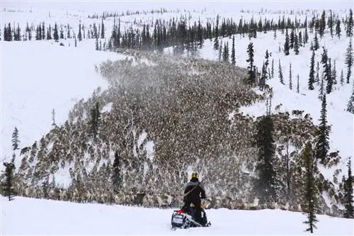 Массивное стадо северных оленей тянется к горизонту, а одинокий снегоходчик на переднем плане наблюдает за ними в Северо-Западных территориях.