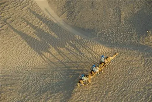 Вид с воздуха на туристов, катающихся на верблюдах в пустыне Сахара, недалеко от Дуз, Тунис
