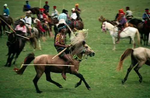 Всадники и летающие копья на ежегодном фестивале Пасола в Сумбе, Восточная Нуса-Тенгара, Индонезия.