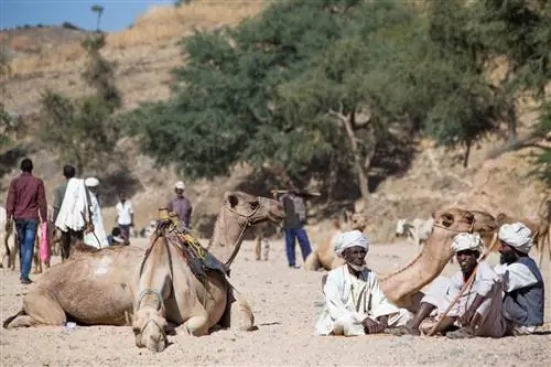 Три верблюда и трое пастухов сидят в песчаном сухом русле реки. Пастухи одеты в белые одежды с чалмами. На заднем плане разные пастухи, больше верблюдов и странная корова.