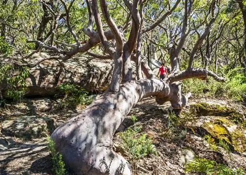 Скрученная и корявая Angophora costata Австралия, Новый Южный Уэльс, Центральное побережье