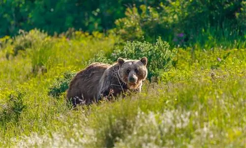 Медведь гризли гуляет по лугу в Монтане
