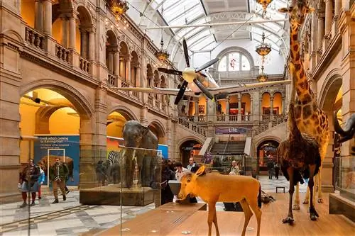 Чучела животных в галерее музея Келвингроув