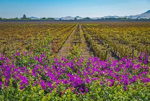 Искусство писко: что составляет фирменный дух Перу?